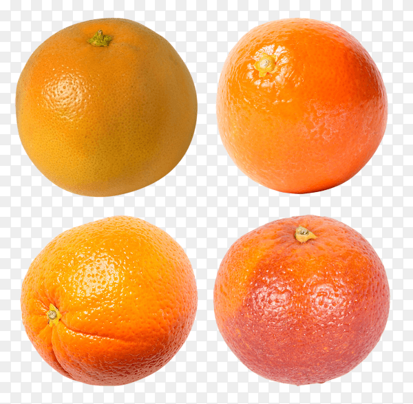 Four fresh seasonal tangerines isolated on transparent background PNG