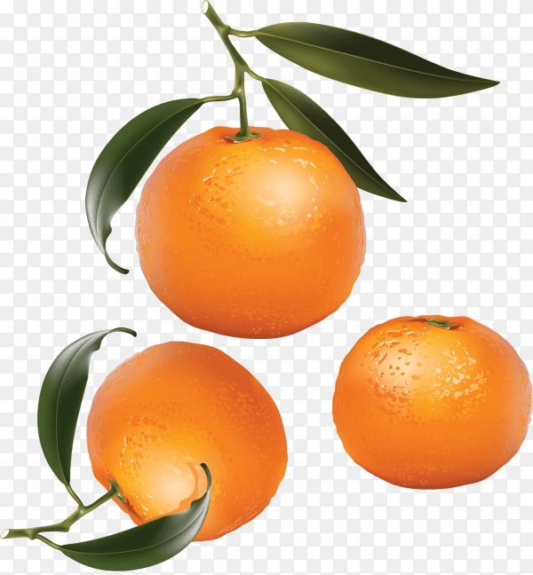 Orange fruit isolated on transparent background PNG