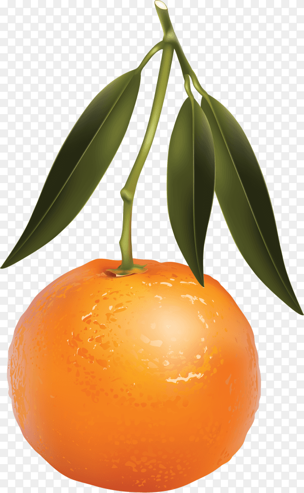 Orange fruit with green leaves on transparent background PNG