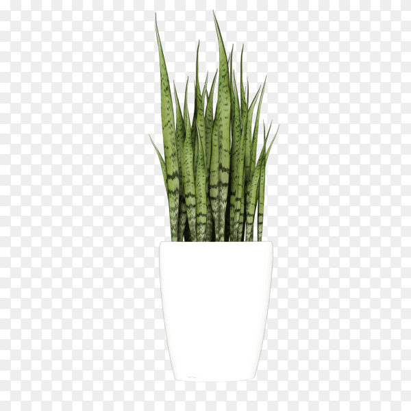 Aloe vera in pot isolated on transparent background PNG