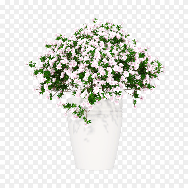 Beautiful Home plant in vase decoration isolated on transparent background PNG