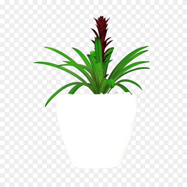 Beautiful house plant in flower pot isolated on transparent background PNG
