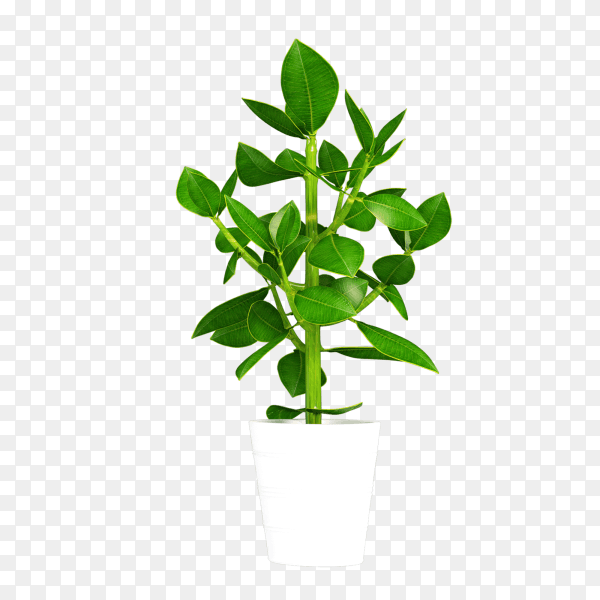 Beautiful house plant in flower pot on transparent background PNG