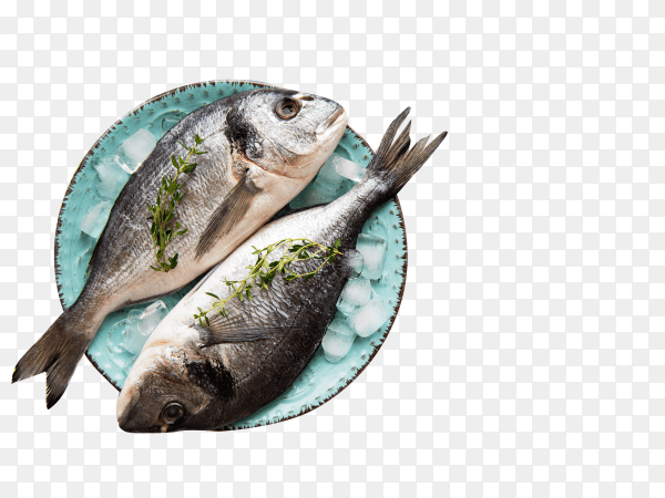 Fresh fish dorado on transparent background PNG