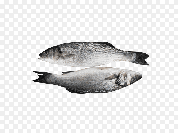 Fresh fish seabass on transparent background PNG
