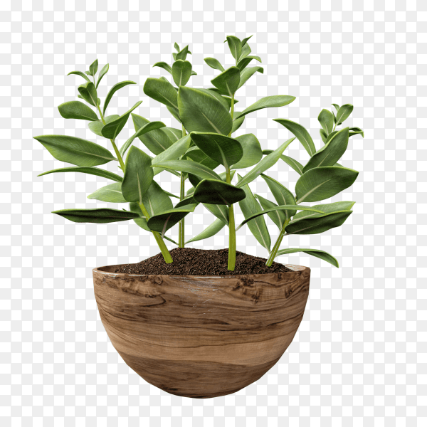 Green houseplant in pot on transparent background PNG