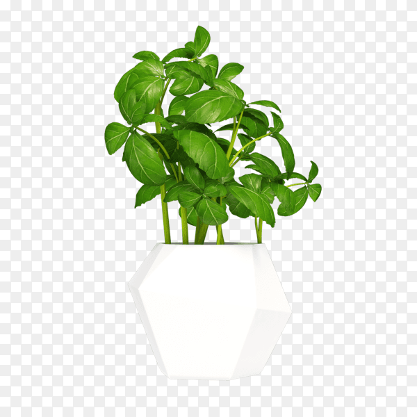Green houseplant on transparent background PNG