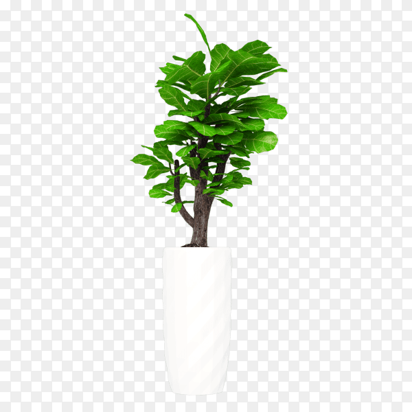 Green plant in white pot on transparent background PNG