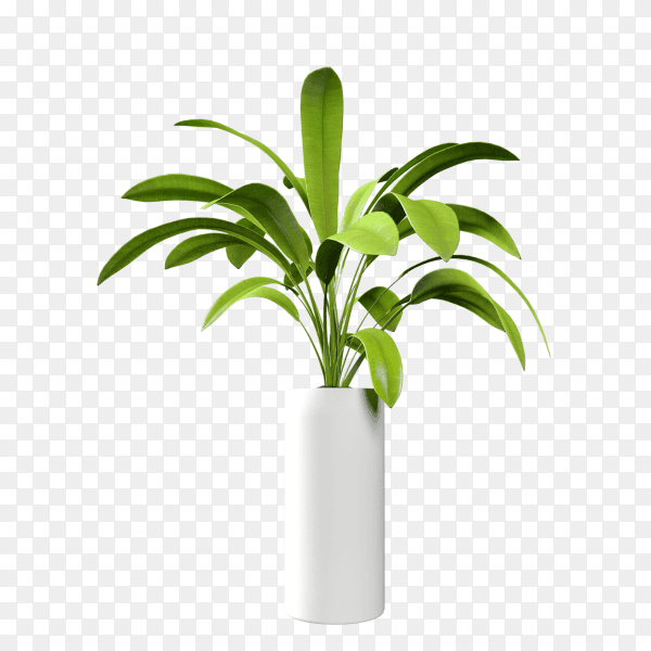 Home plant in vase decoration on transparent background PNG