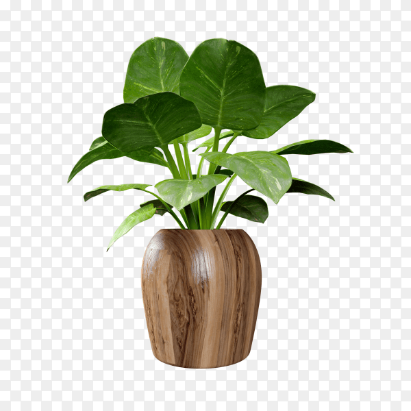 House plant in blown pot on transparent background PNG