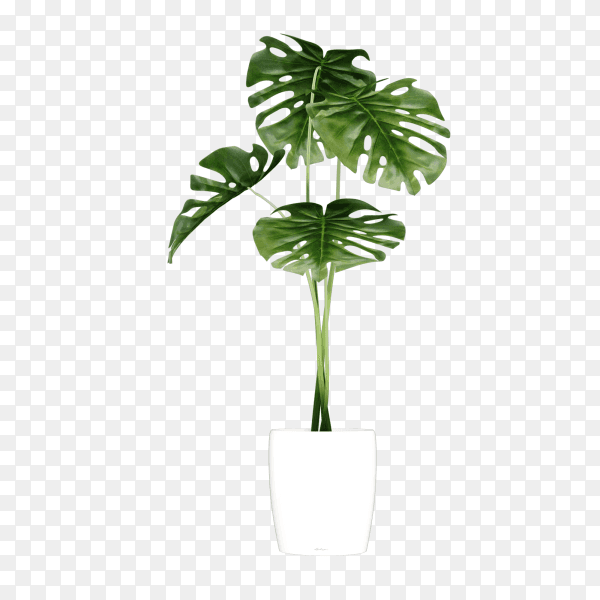 Houseplant in a concrete flowerpot on transparent background PNG