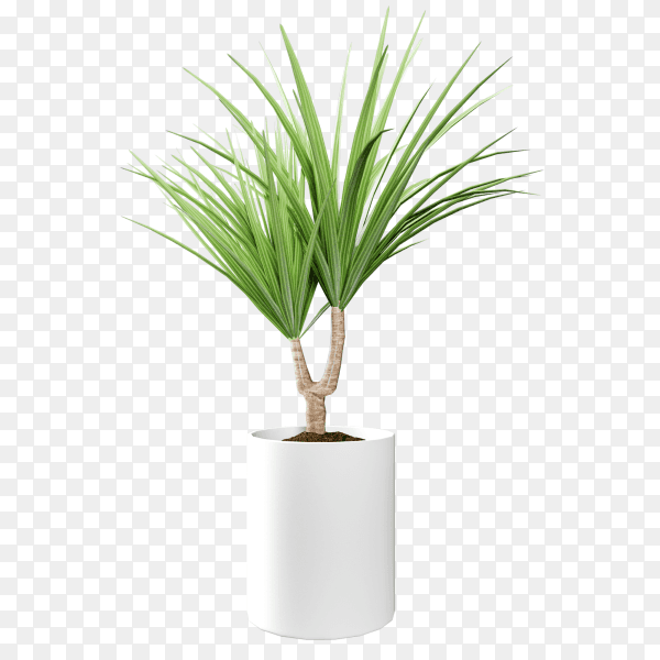 Houseplant in a flowerpot on transparent background PNG