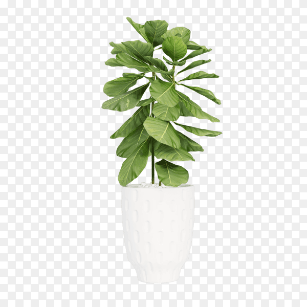Isometric plant 3d rendering illustration on transparent background PNG