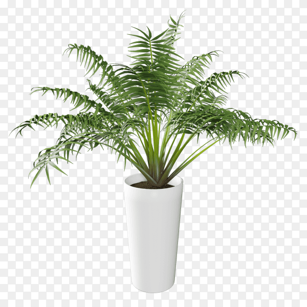 Isometric plant 3d rendering isolated on transparent background PNG