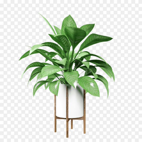 Isometric plant 3d rendering on transparent background PNG
