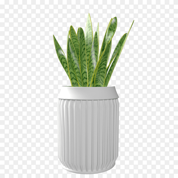 Plant potted in container for use indoors as houseplant and decoration isolated on transparent background PNG