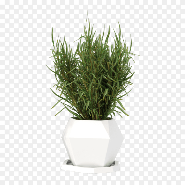 Plant potted in container for use indoors as houseplant and decoration on transparent background PNG