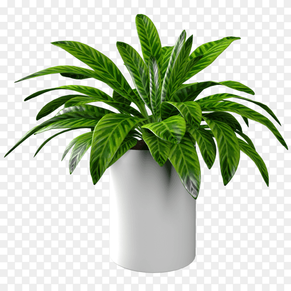 Realistic Plant potted in container for use indoors as houseplant and decoration on transparent background PNG