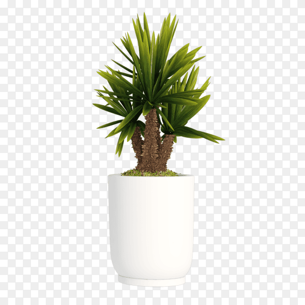 White Plant pot isolated on transparent background PNG
