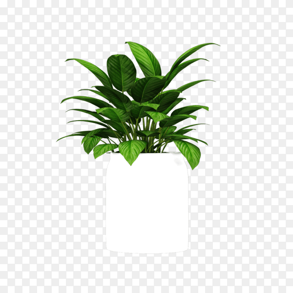 White plant pot for decoration isolated on transparent background PNG